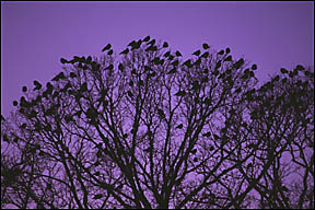 crows sitting in a tree