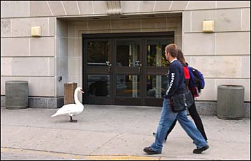 Swan in front of Memorial Union door