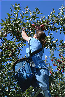 student picking apples