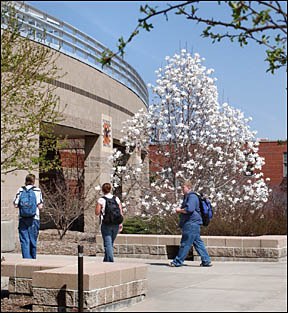 snow tree in bloom as students walk by and into Molecular
Biology building