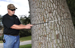 Measuring an ash tree