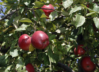 Chieftain apples