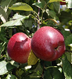 Chieftain apples