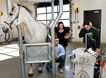Horse getting ultrasound