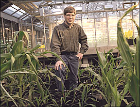 Paul Scott standing among his corn