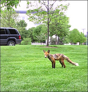 red fox on campus