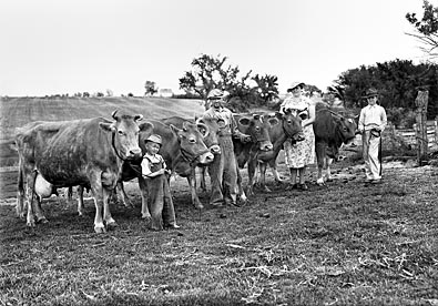 Family showing dairy cows photograph
