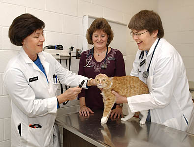 Drs. Susan O'Brien, Lin Kauffman and Kim Langholz examine a cat