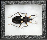 framed scorpion