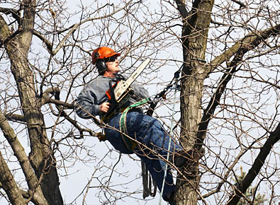 Brad Spainhower in tree trimming branches