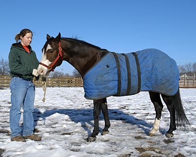 horse with blanket