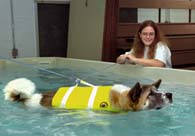 Dog swimming in tank