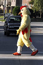 chicken crossing the road