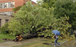 A tree in front of Science Hall was yanked
from its root system by a tornado that touched down on campus last fall.