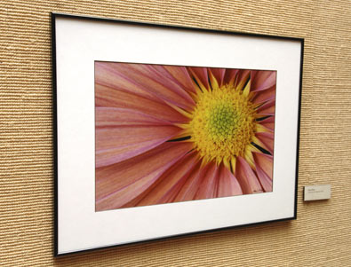 Mark Peterson picture of a flower