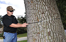 ISU arborist measures largest ash tree