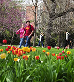 Spring tulips on campus