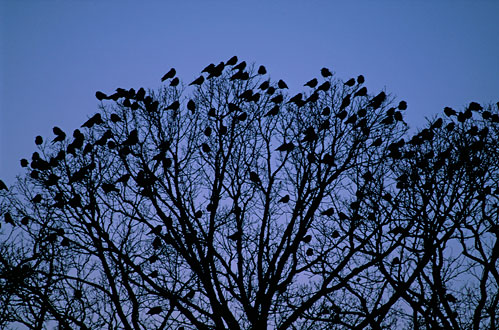 Crows