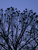 Campus crows