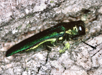 Emerald ash borer