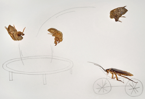 Insect art
