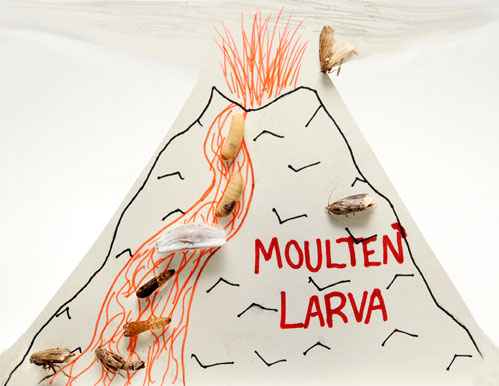 Moulten Larva