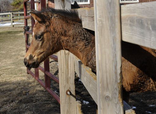 Foal at ISU horse barn