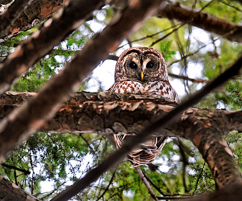 Barred owl near Curtiss Hall