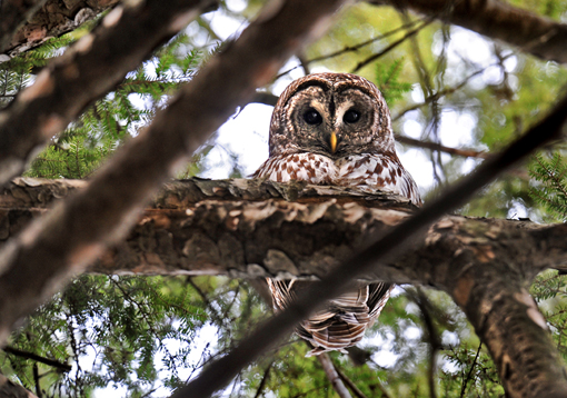 Barred
owl on campus