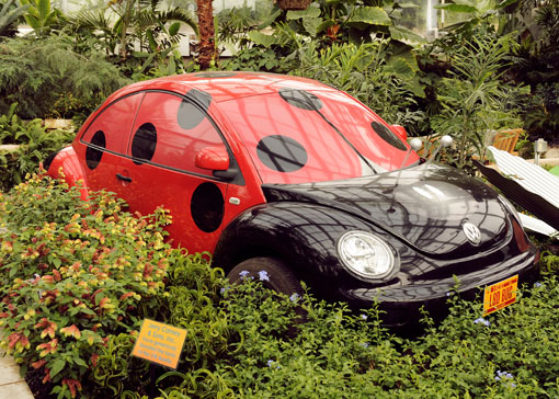 Volkswagen Beetle in the Reiman Gardens conservatory