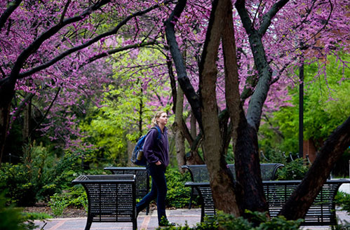 Student amid redbud
trees on central campus