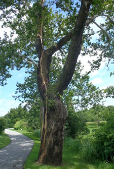 Sycamore tree