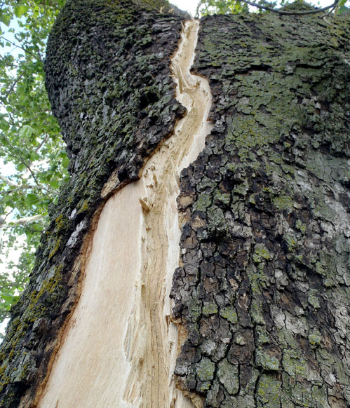 Sycamore tree trunk