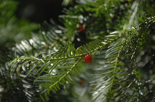 Red berry amid December greenery on central campus 